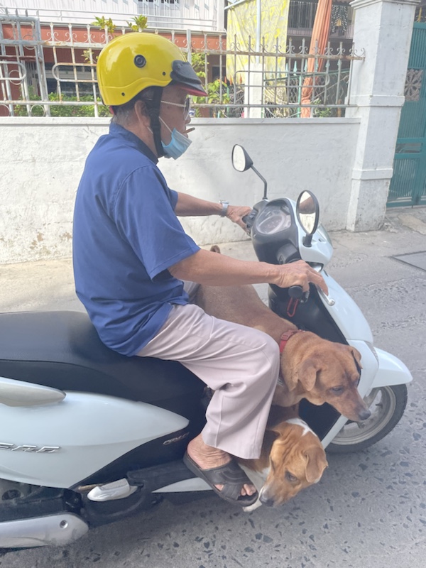 Dogs on a scooter in Nha Trang