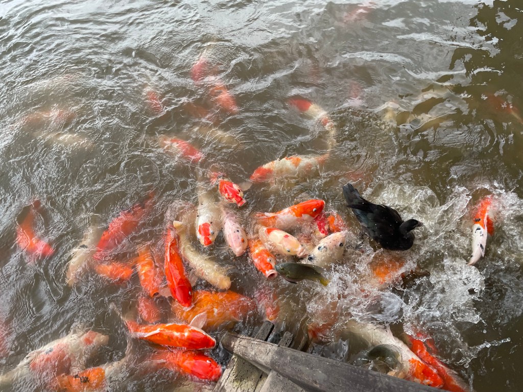 We had fun feeding the fish at the Mausoleum of the Emperor Tu Duc, Hue, Vietnam 