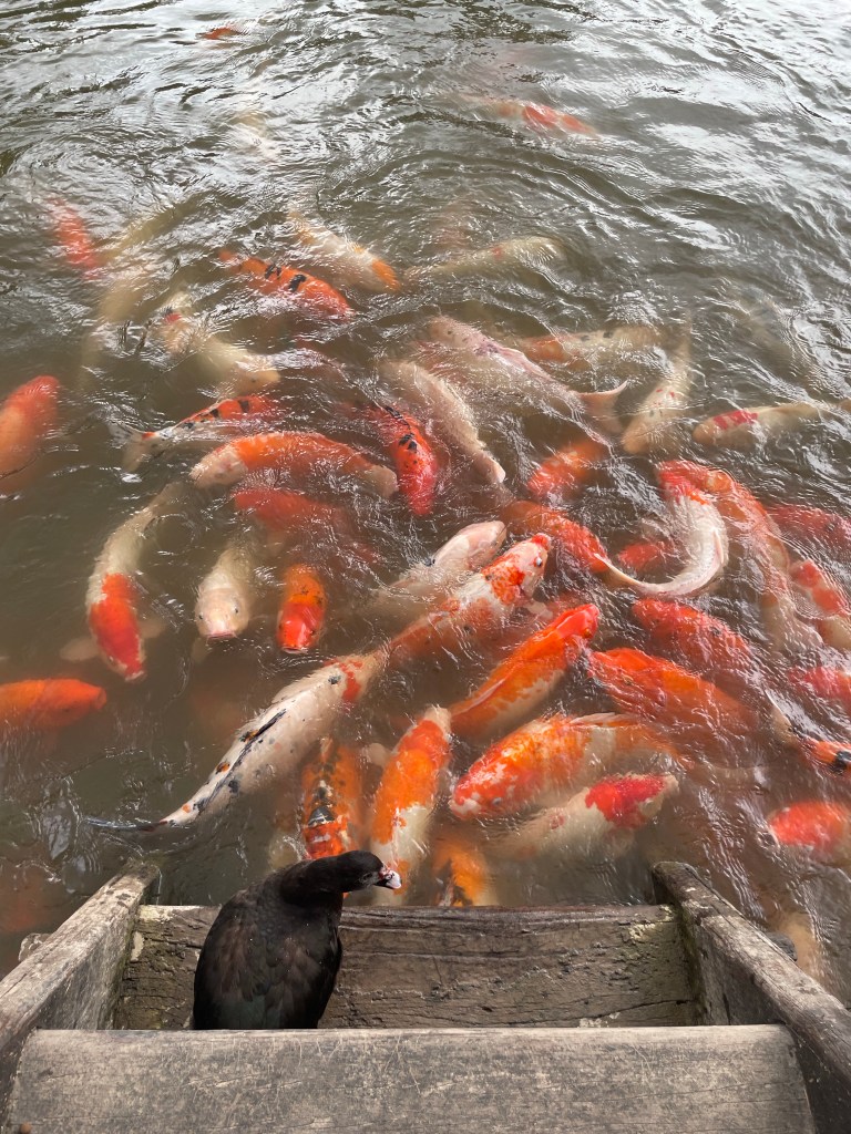 We had fun feeding the fish at the Mausoleum of the Emperor Tu Duc, Hue, Vietnam 