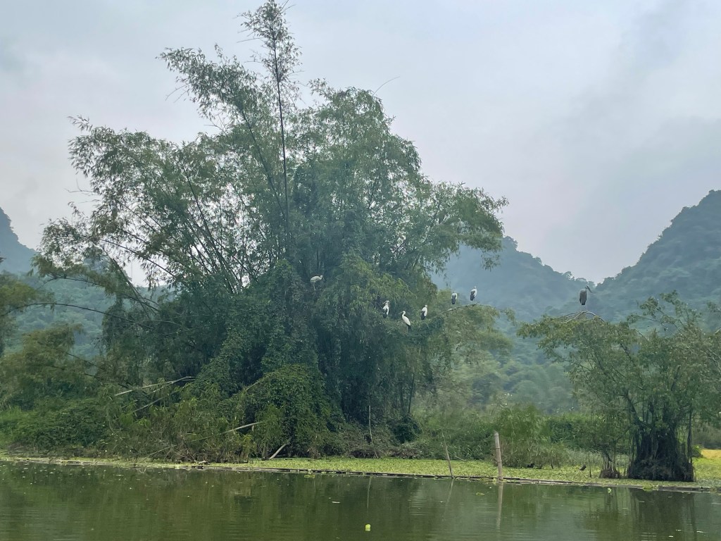 The boat tour to the bird garden in Thung Nham bird park, Nimh Binh