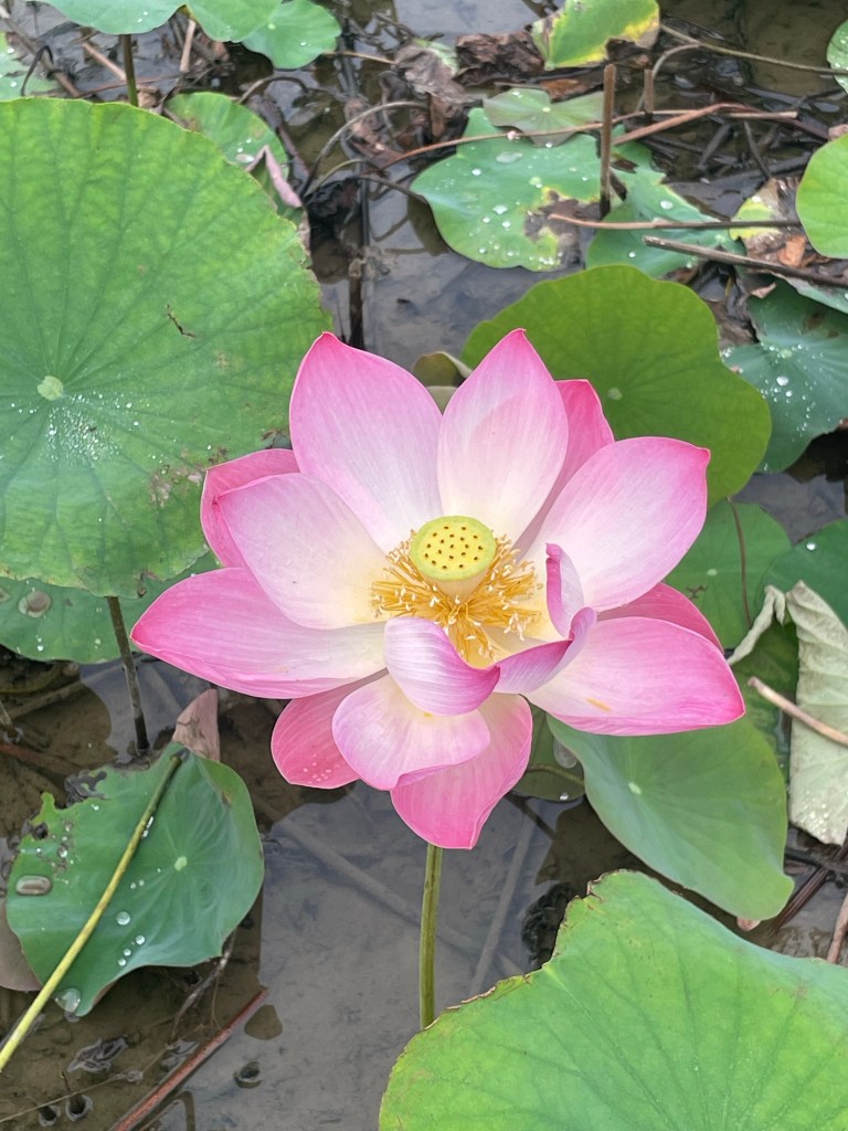 The lotus flower lake at Hang Mua Viewpoint ​