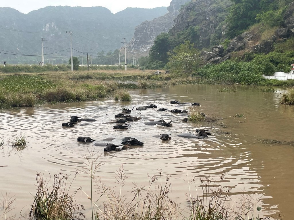 We saw some buffalo having a bath on our way back to Tam Coc ​