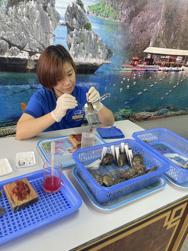 Seeding oysters to produce pearls at the Oyster farm, Halong Bay, Vietnam
