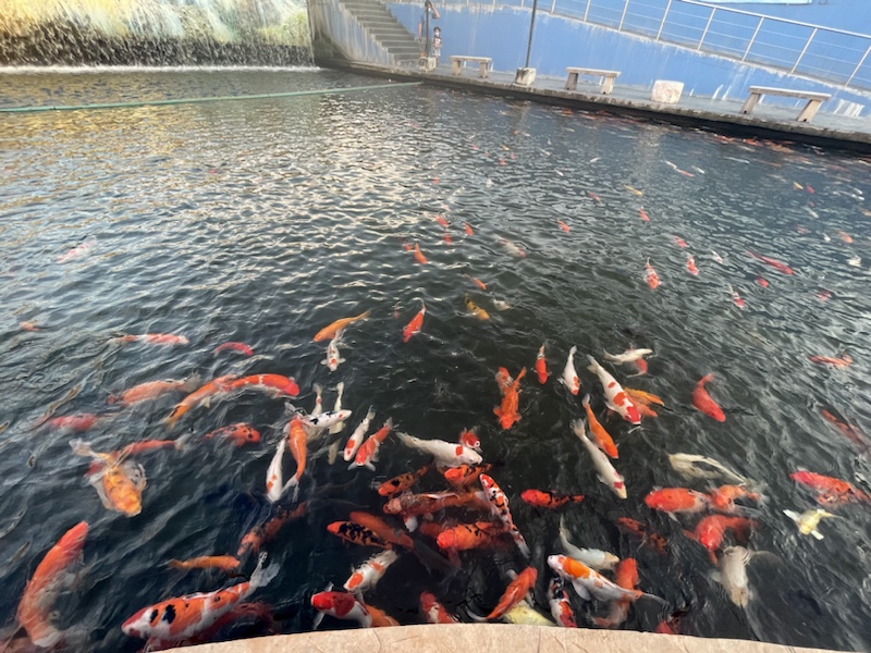 Ko Yuan Canal Park, Nakhon Sawan, Northern Thailand, where you can feed the Koi carp