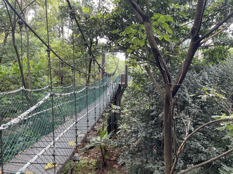 The canopy walks in the KL Forest Eco Park, Kuala Lumpur, Malaysia, feel very close to the skyscrapers 