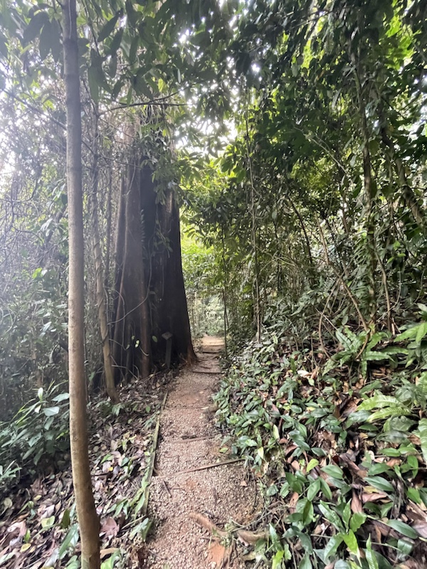 The hiking trails in KL Forest Eco Park feel much more removed from the city​