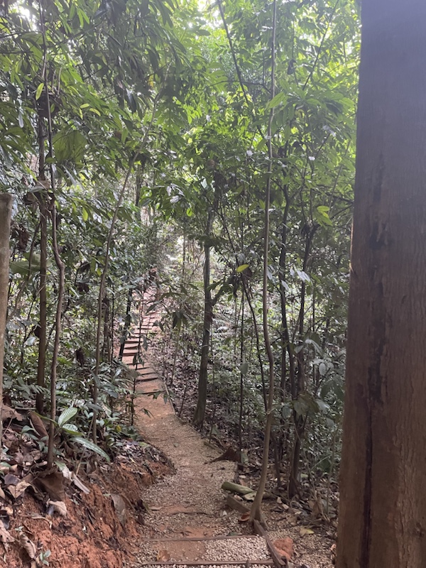 The hiking trails in KL Forest Eco Park feel much more removed from the city​