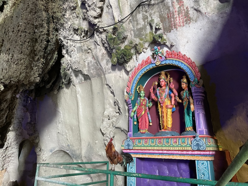 There are a couple of really loud cockerels inside Batu caves, Kuala Lumpur, Malaysia - I have no idea why!​