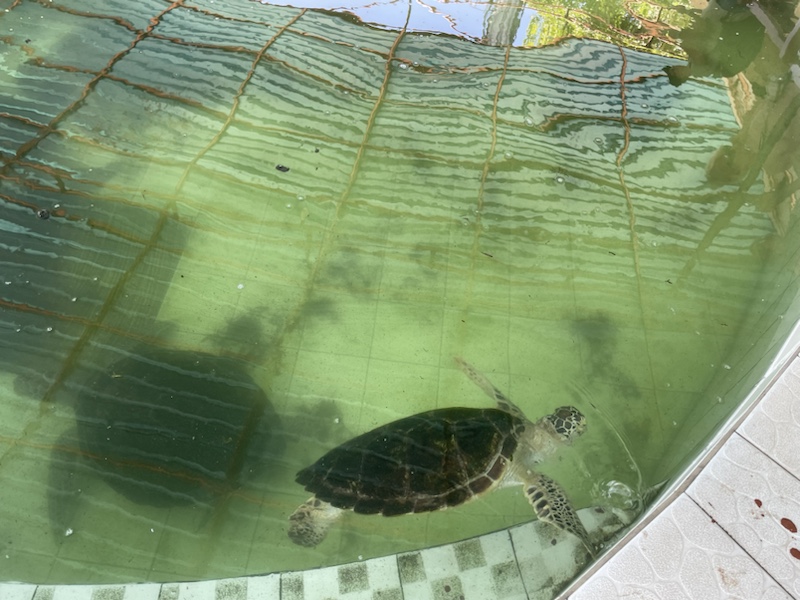 Injured and rescued turtles at the Turtle Conservation And Education Centre