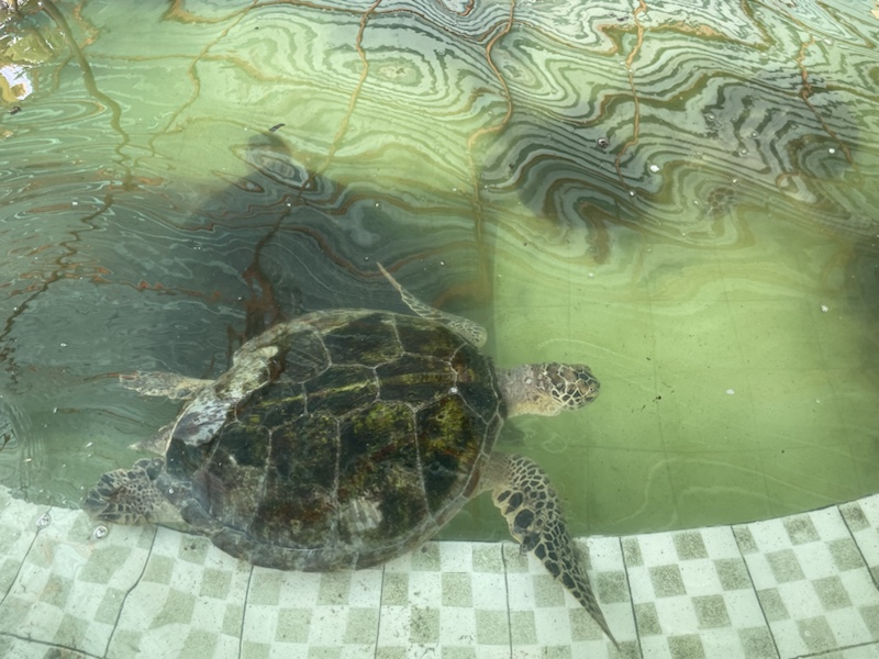 Injured and rescued turtles at the Turtle Conservation And Education Centre