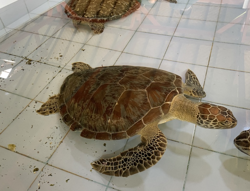 Injured and rescued turtles at the Turtle Conservation And Education Centre