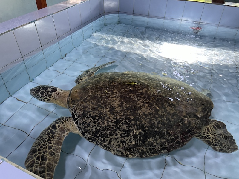 Injured and rescued turtles at the Turtle Conservation And Education Centre