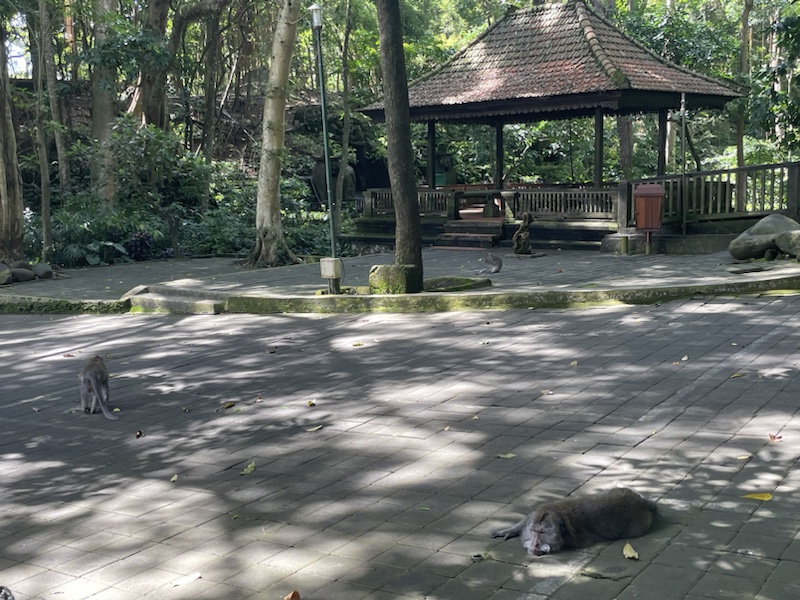 The Sacred Monkey Forest Sanctuary in Ubud, Bali, Indonesia 