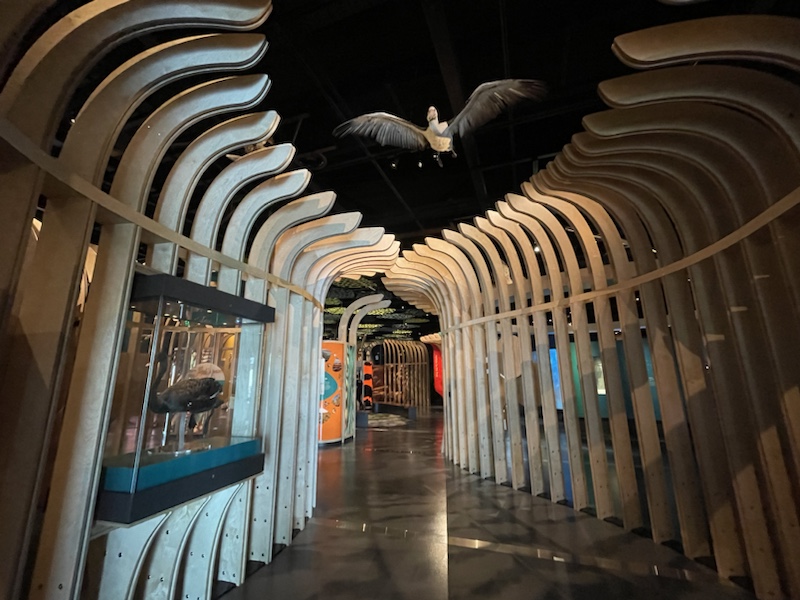 The WA Museum Boola Bardip in Perth, Western Australia, is a huge museum, and the exhibits are very informative and engaging 