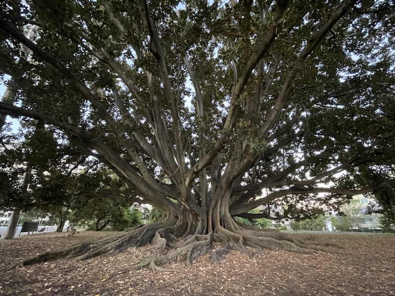 The huge tree on the edge of Kings Park​, Perth, Western Australia 