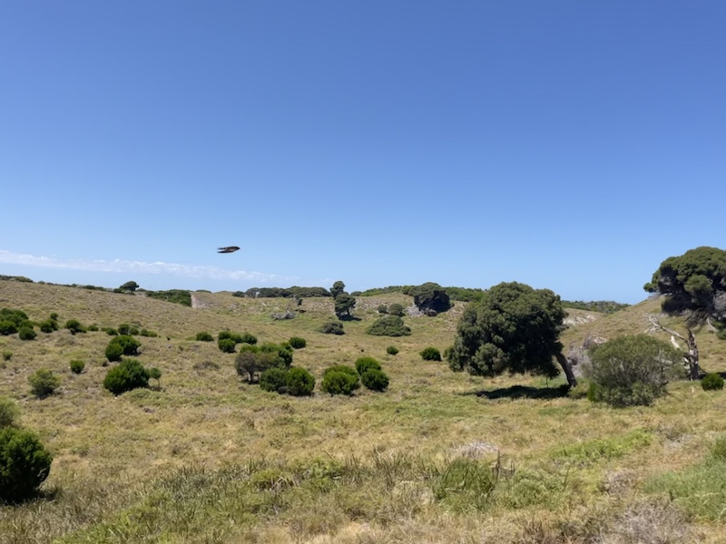 Beautiful views over Rottnest (in Perth, Western Australia) on the train to Oliver Hill Battery