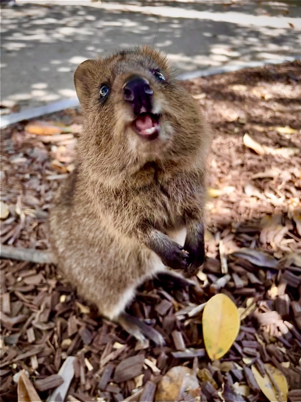 The very friendly cute quokkas of Rottnest, Perth, Western Australia