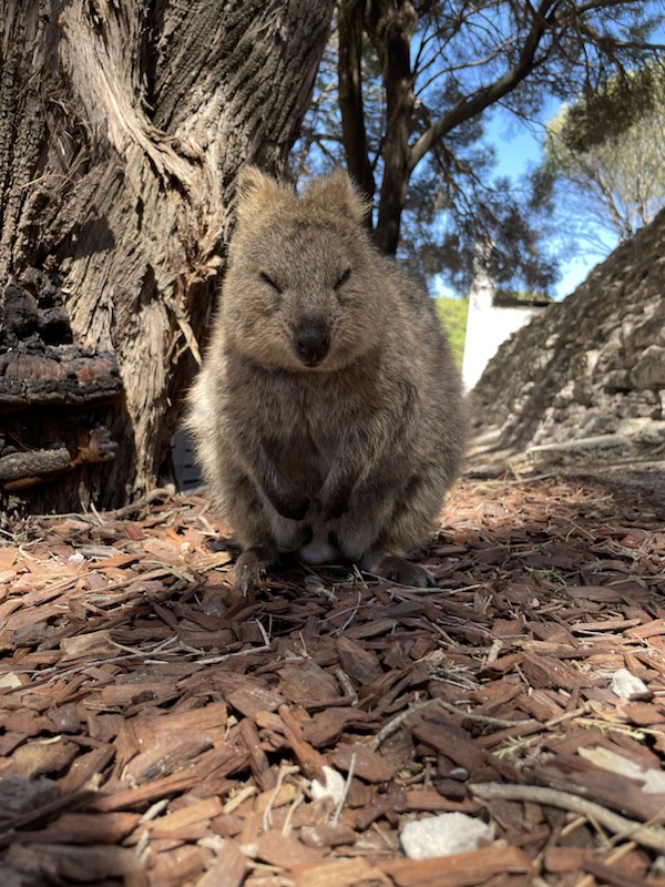 The very friendly cute quokkas of Rottnest, Perth, Western Australia