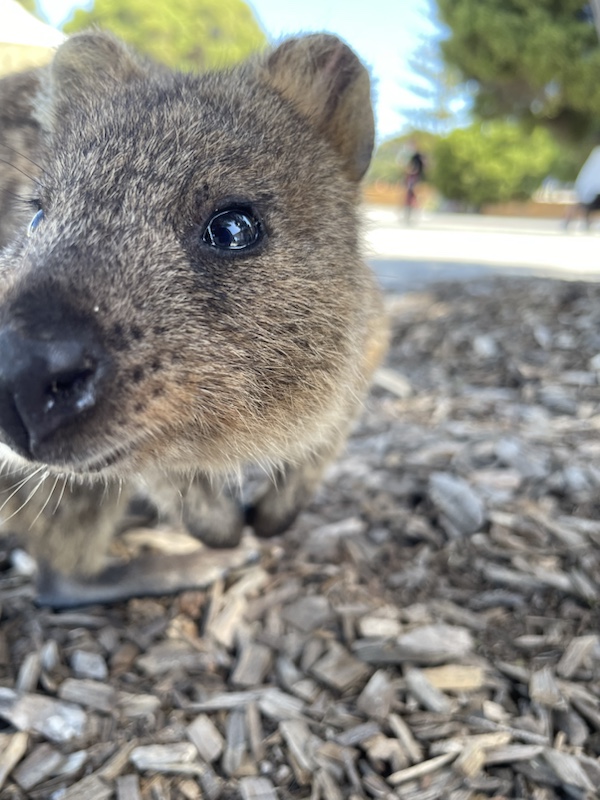 The very friendly cute quokkas of Rottnest, Perth, Western Australia