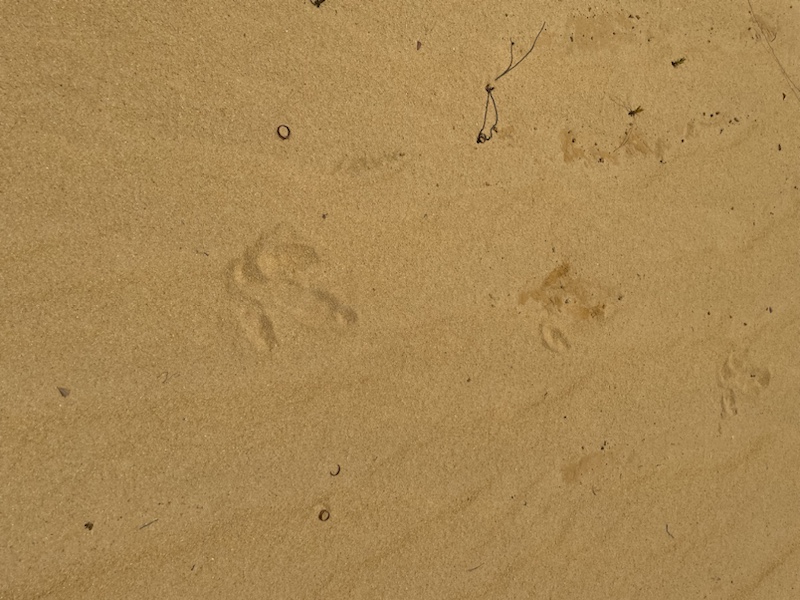 The emu tracks we found in the Pinnacles dessert, Western Australia