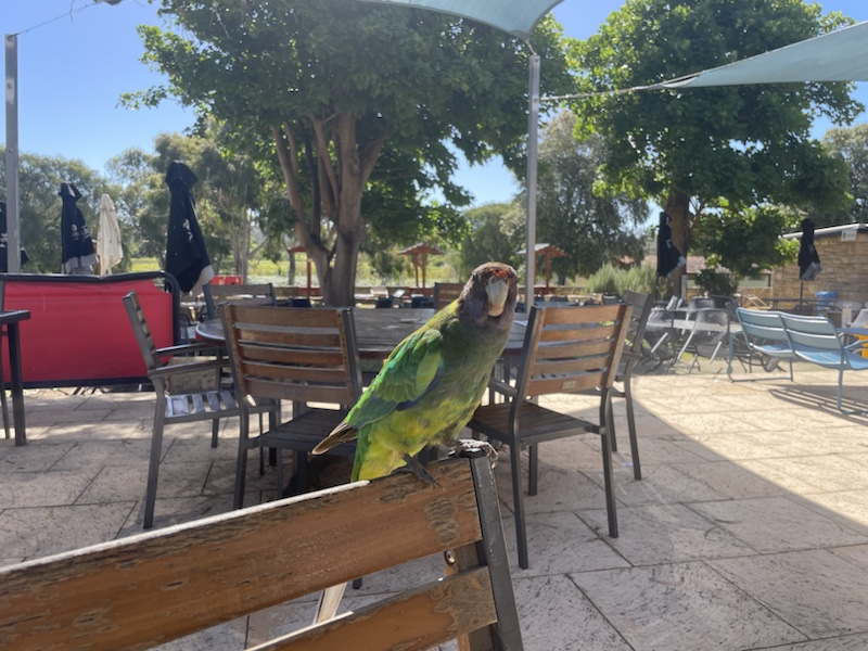 The brightly coloured and very tame parakeets at Yanchep Inn, Yanchep National Park, Western Australia