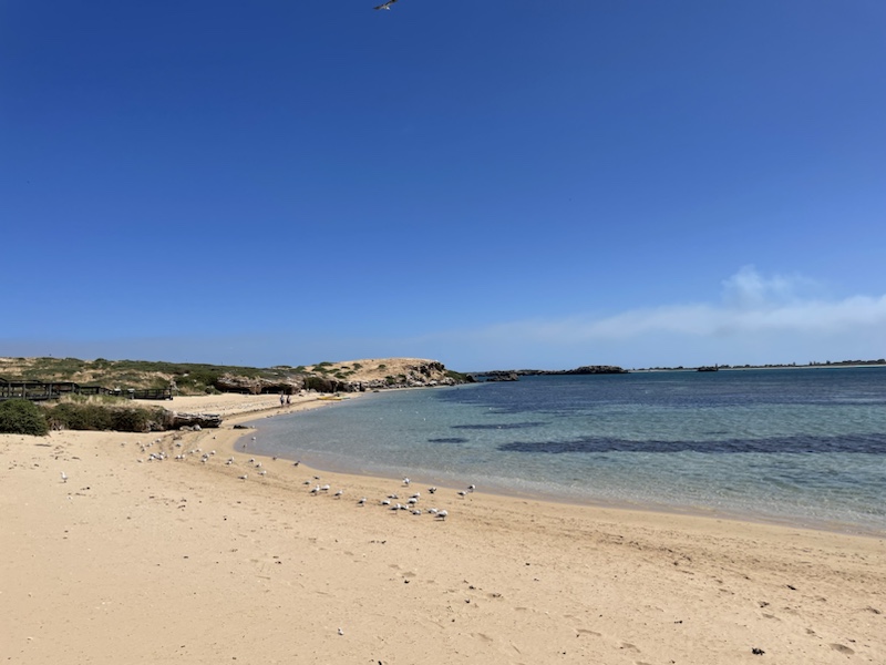 Penguin Island, Rockingham, Western Australia, is very tranquil and beautiful 