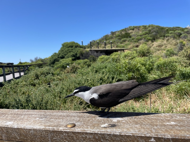 You’ll see lots of birds on Penguin Island, Rockingham, Western Australia but are unlikely to see any Little Penguins except for in the discovery centre