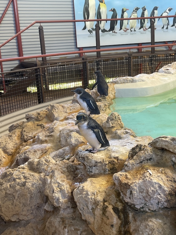 You’ll see lots of birds on Penguin Island, Rockingham, Western Australia but are unlikely to see any Little Penguins except for in the discovery centre