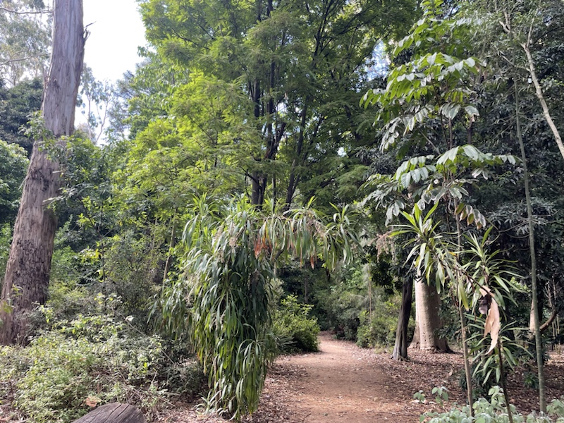 Adelaide Botanic Garden (in Adelaide, South Australia) is a lovely place to spend a relaxing afternoon