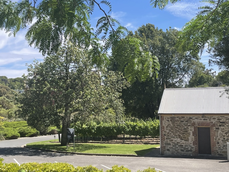The vineyard at the National Wine Centre, Adelaide, South Australia