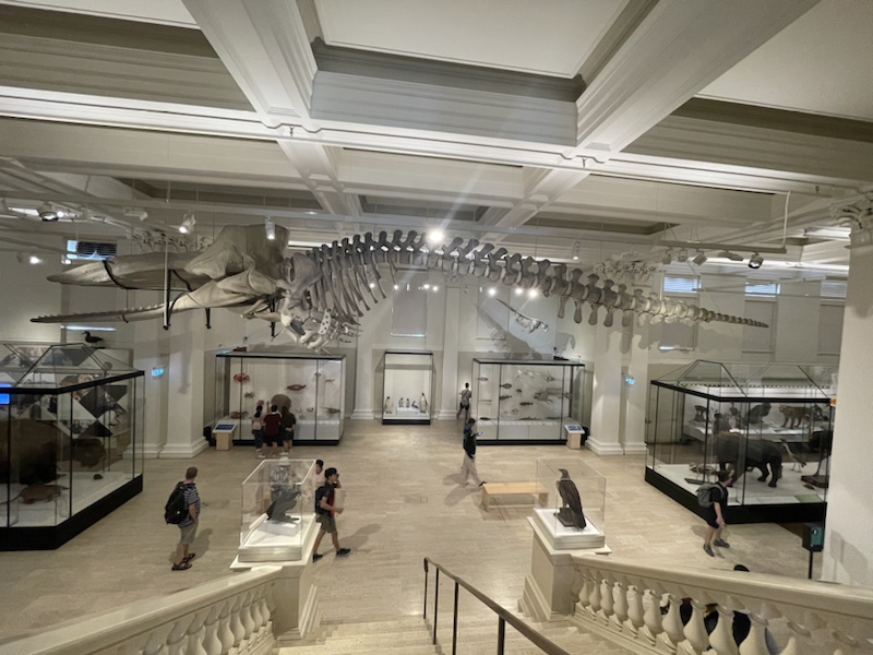 The Australian Museum in Sydney, NSW, Australia is a little like the Natural History Museum in London