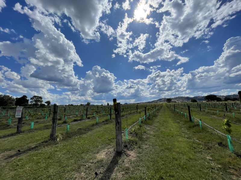 Burnbrae Wines, a small winery outside of Mudgee, NSW, Australia 